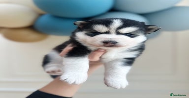 Pomsky dogs - Advert 6