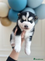 Pomsky dogs - Advert 3