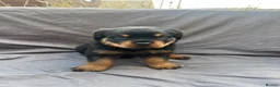 Rottweiler dogs for sale: Rottweiler pups - Advert 34