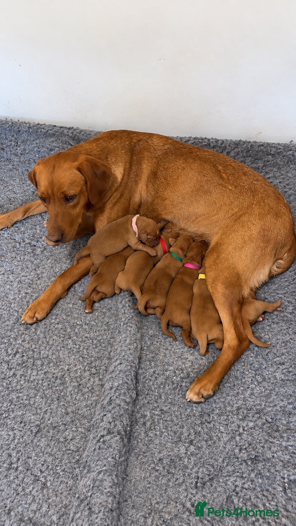Labrador Retriever dogs KC Registered Labrador Pups - Advert 1