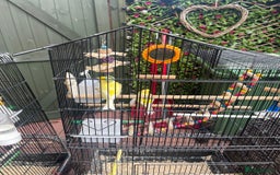 Canaries birds for sale: Canaries for sale mixed  - Advert 1