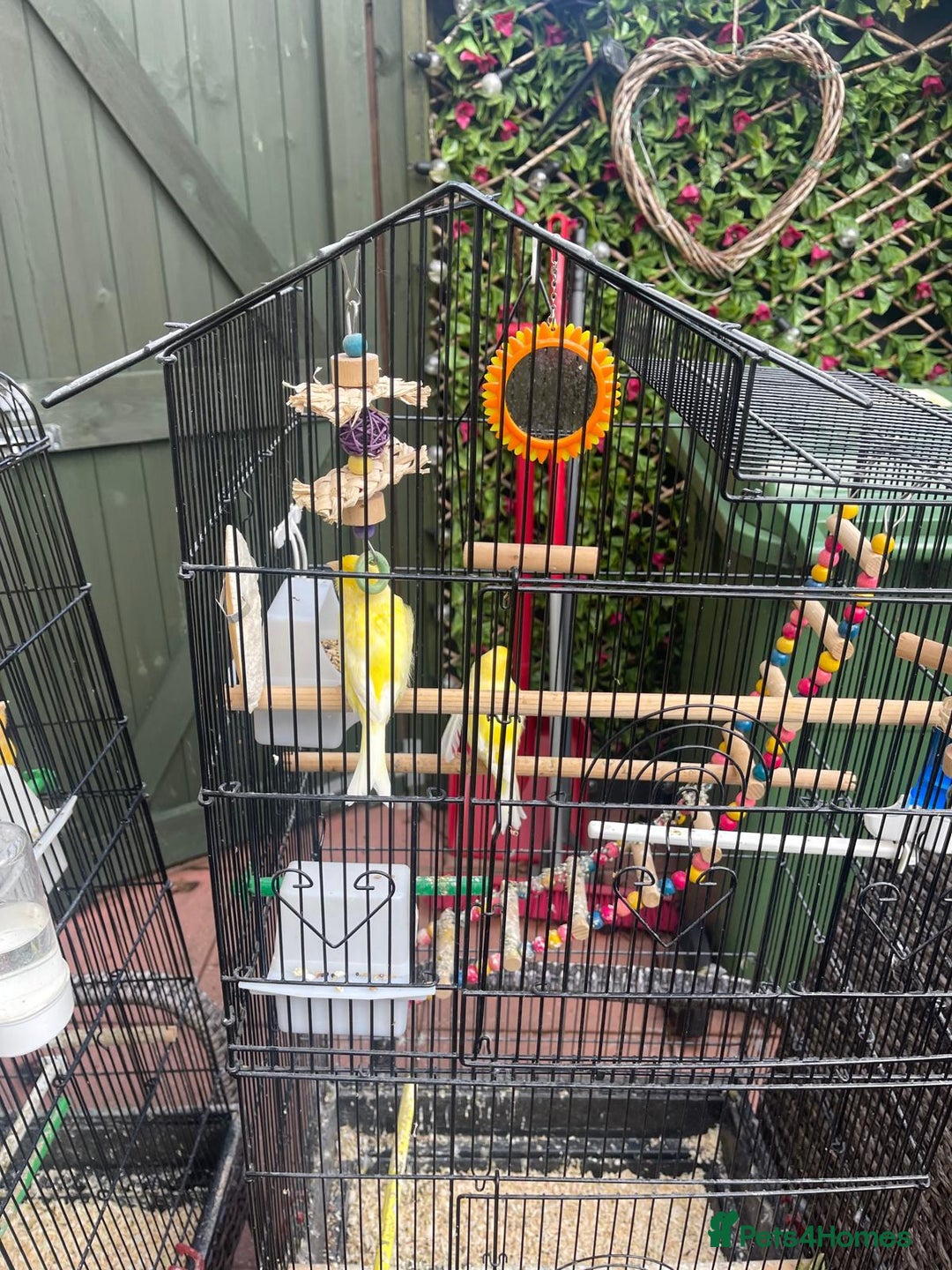 Canaries birds for sale: Canaries for sale mixed  - Advert 1