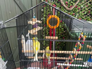 Canaries birds Canaries for sale mixed - Advert 4