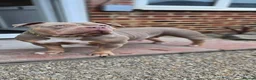 American Bully dogs for sale: American pocket bullies  - Advert 5