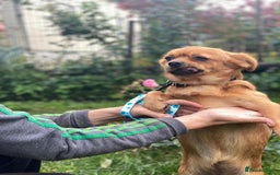 Mixed Breed dogs for adoption: 🐶💖 LIYA 💖🐶 - Image 10