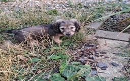 Miniature Dachshund dogs for sale: 3 Cute Longhaired Mini Dachshunds Pedigree - Image 9