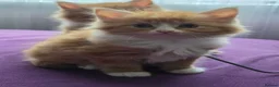 Mixed Breed cats for sale: Gorgeous Main Cooon-Persian Mix Kittens  - Advert 23