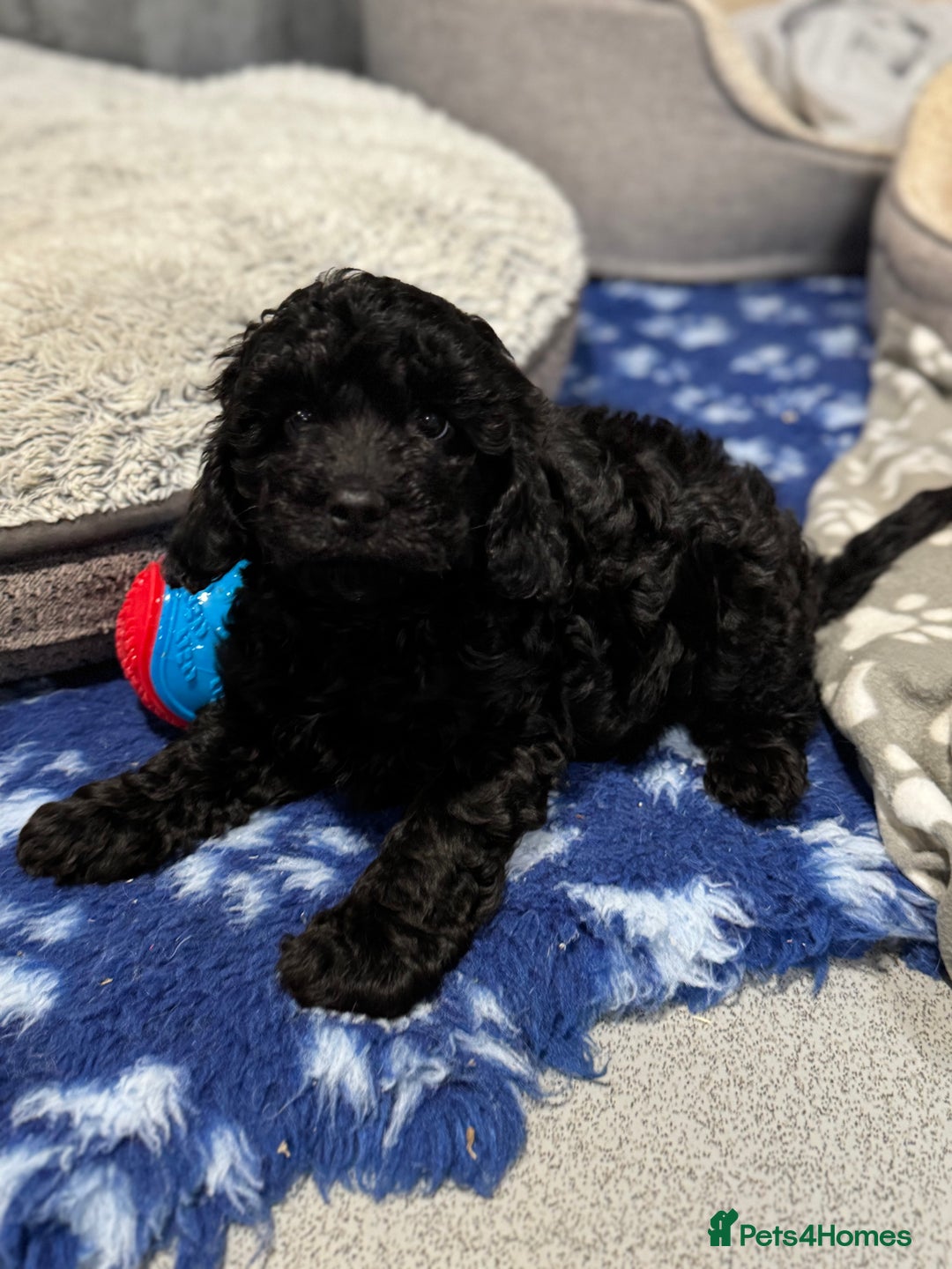 Cavapoo dogs for sale: F1 DNA tested Cavapoo puppies - Advert 5