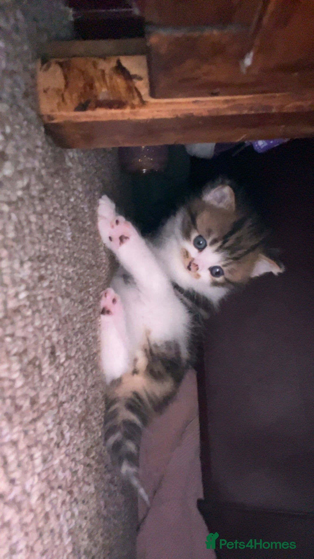 Mixed Breed cats for sale: kitten - Advert 4