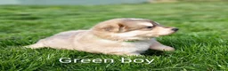 German Shepherd dogs for sale: Gorgeous German Shepherd pups for sale - Advert 22