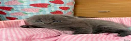 Scottish Fold cats for sale: 😊Tabby Scottish fold  - Advert 16