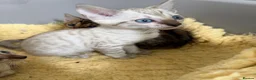 Bengal cats for sale: TICA Pedigree Bengal Kittens Snow & Brown  - Advert 4
