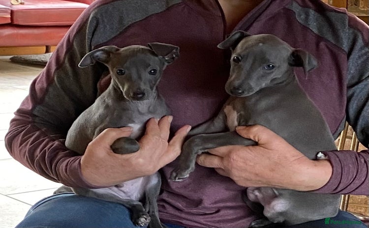 Italian Greyhound dogs - Advert 3