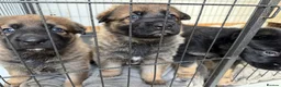 Mixed Breed dogs for sale: Belgian Malinois x German Shepherd Puppies - Advert 3