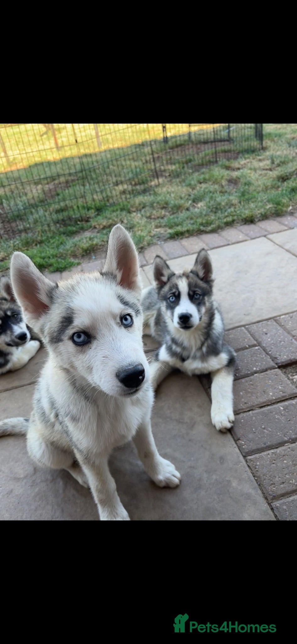 Siberian Husky dogs Ready Now! 3 Male Pups - Advert 1