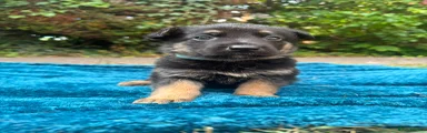German Shepherd 2