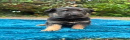 German Shepherd dogs for sale: Stunning Pure breed German shepherd  - Advert 12