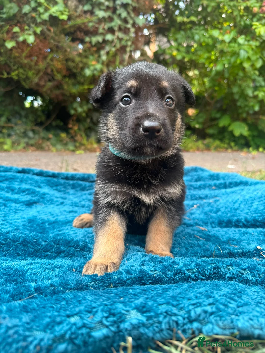German Shepherd dogs for sale: Stunning Pure breed German shepherd  - Advert 12