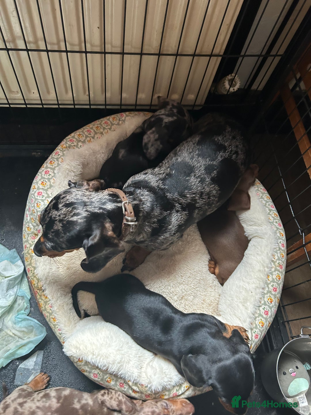 Miniature Dachshund dogs for sale: Miniature dachshund puppies  - Image 12