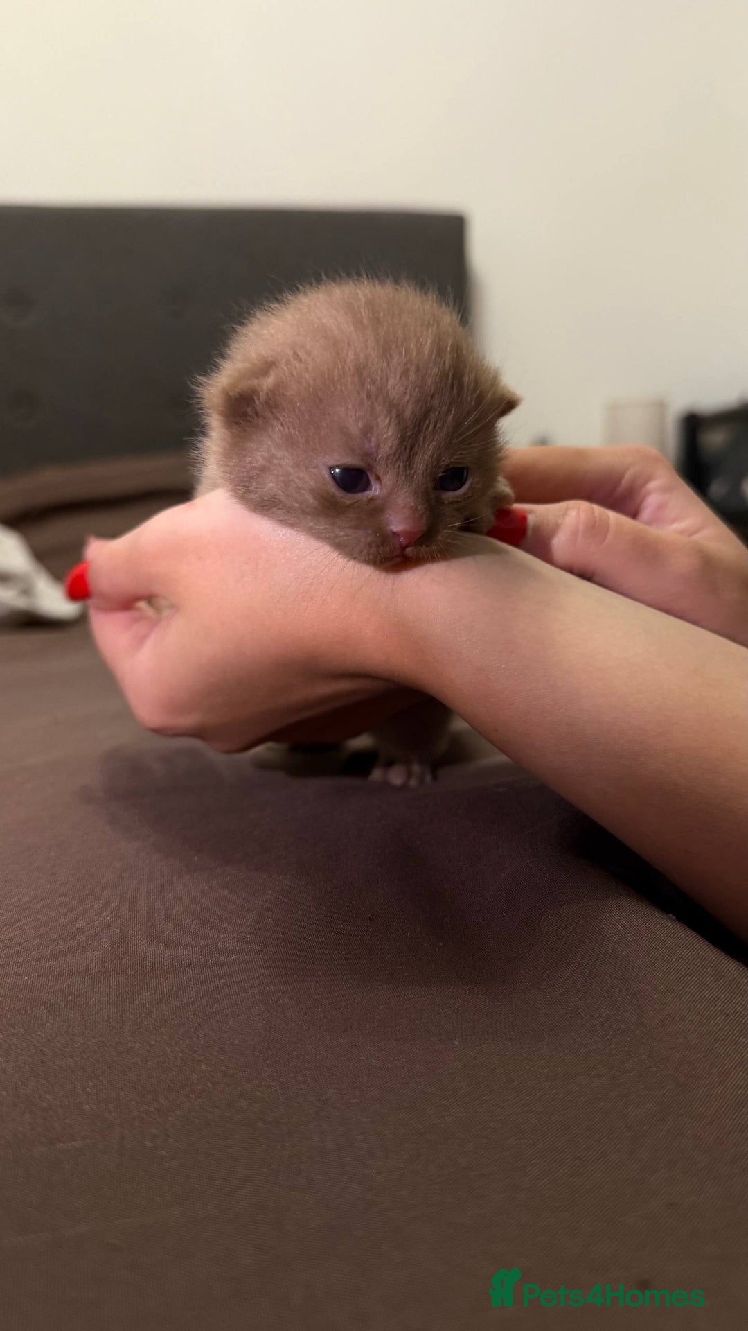 British Shorthair cats for sale: Luxury British Shorthair Kittens | Cinnamon & Fawn - Advert 20