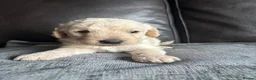 Labradoodle dogs for sale: 3 pups left ⭐️ Miniature labradoodles  - Advert 27
