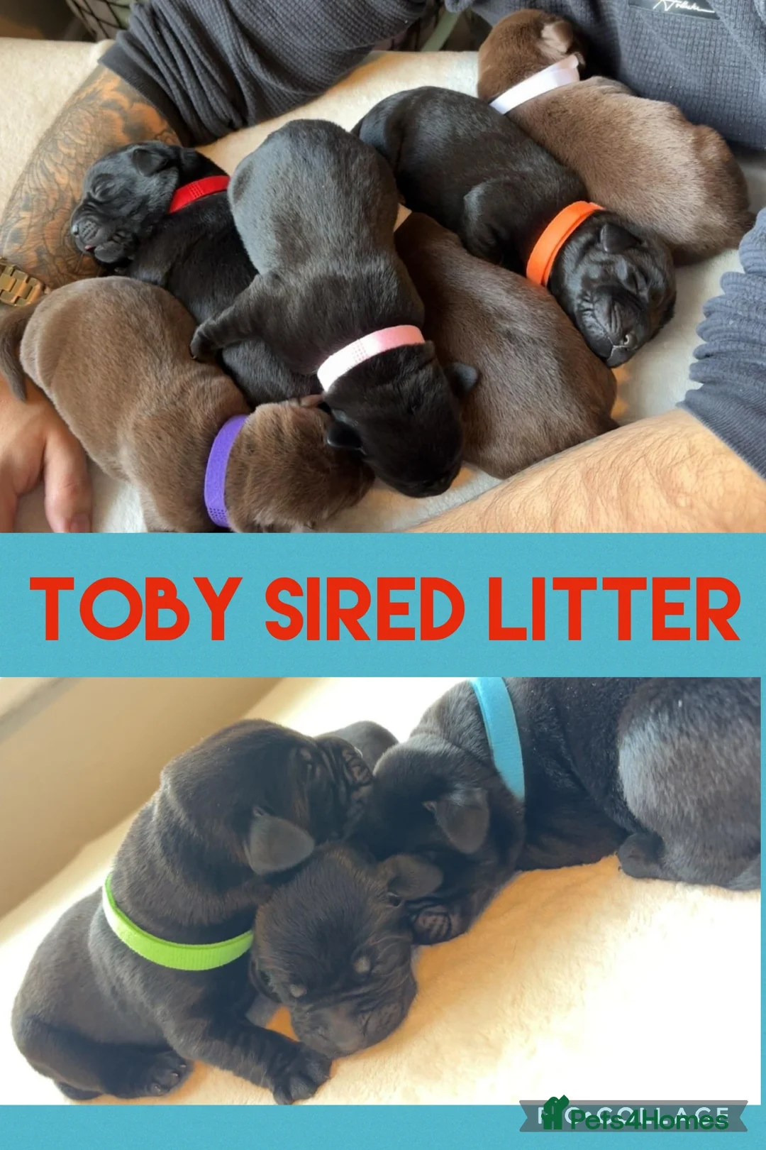 Labrador Retriever dogs for stud: Labrador Ret. 100%-success PROVEN KC/Health tested in Brecon - Advert 20