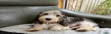 Basset Griffon Vendeen 1