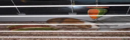 Guinea Pig rodents for sale: Dexter and Dante - Advert 8