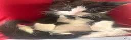 Mixed Breed cats for sale: Maine Coone X Bombay - Advert 4