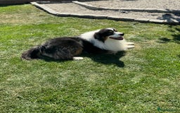 Australian Shepherd dogs for sale: KC registered Australian Shepard puppies - Image 26