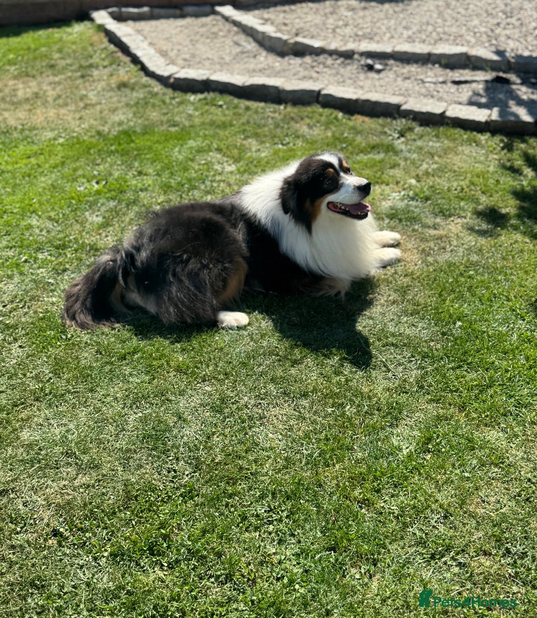 Australian Shepherd dogs for sale: KC registered Australian Shepard puppies - Image 26