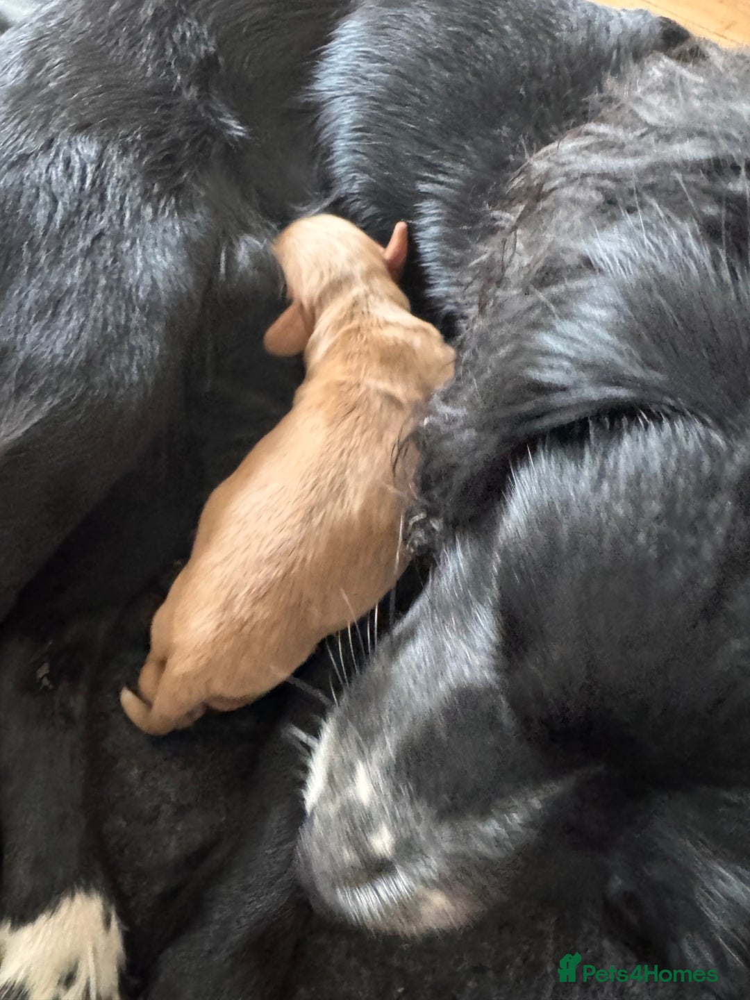 Cocker Spaniel dogs for sale: KC Cocker Spaniel Puppies  - Image 14