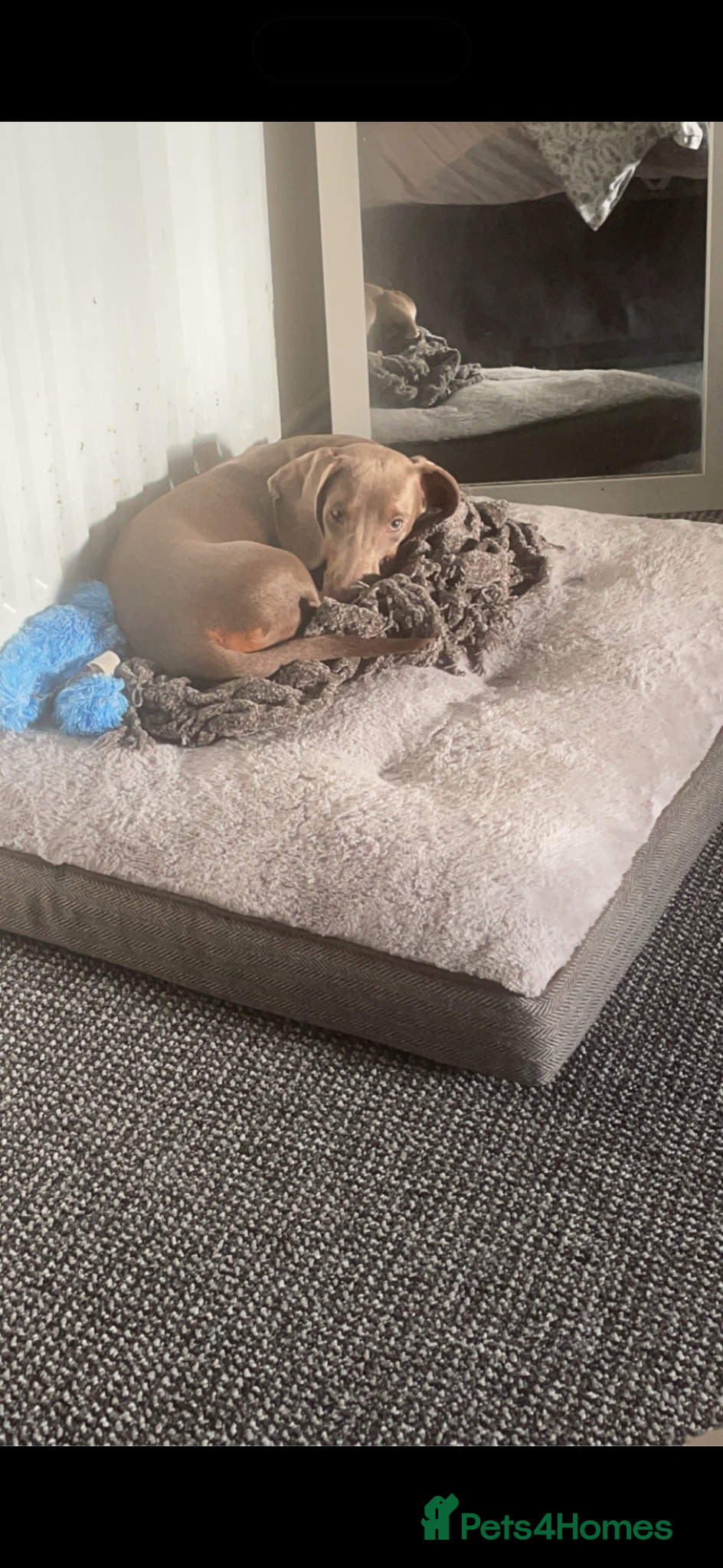 Dachshund dogs Dachshund  - Advert 1