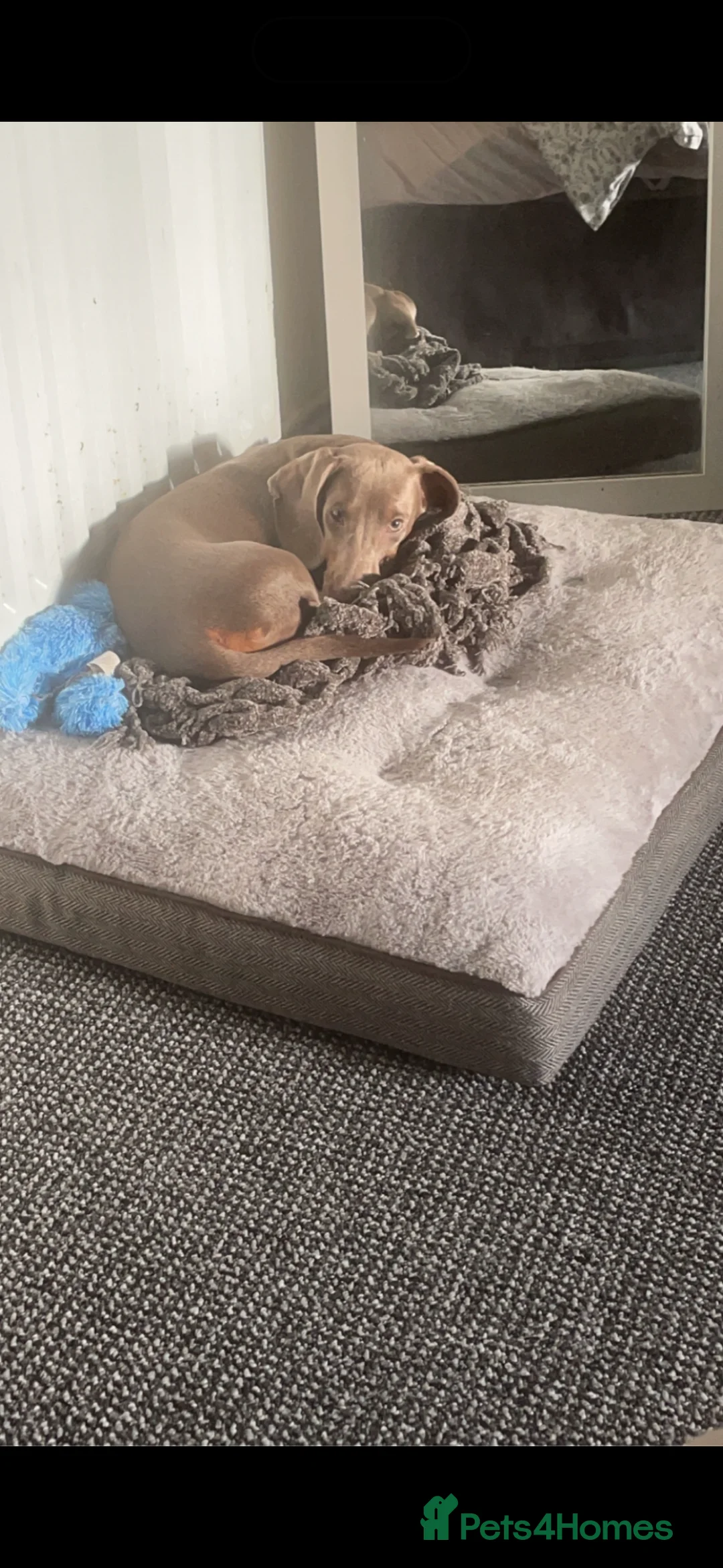 Dachshund dogs for sale: Dachshund  - Advert 1