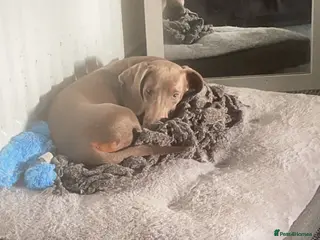 Dachshund dogs Dachshund - Advert 16