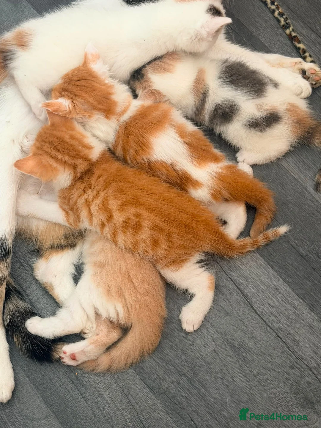 Mixed Breed cats for sale: 5 mixed colour kittens for sale - Advert 32