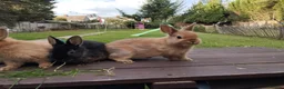 Netherland Dwarf rabbits for sale: Netherland dwarf 8wk, £50 each (CLEARANCE)  - Advert 14