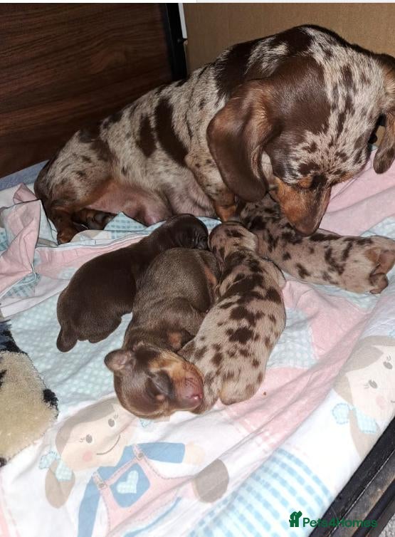 Miniature Dachshund dogs Beautiful Chocolate and Dapple Dachshund Puppies - Advert 1
