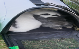 Mini Lop rabbits for sale: White and grey mini lop 6 Months  - Image 4