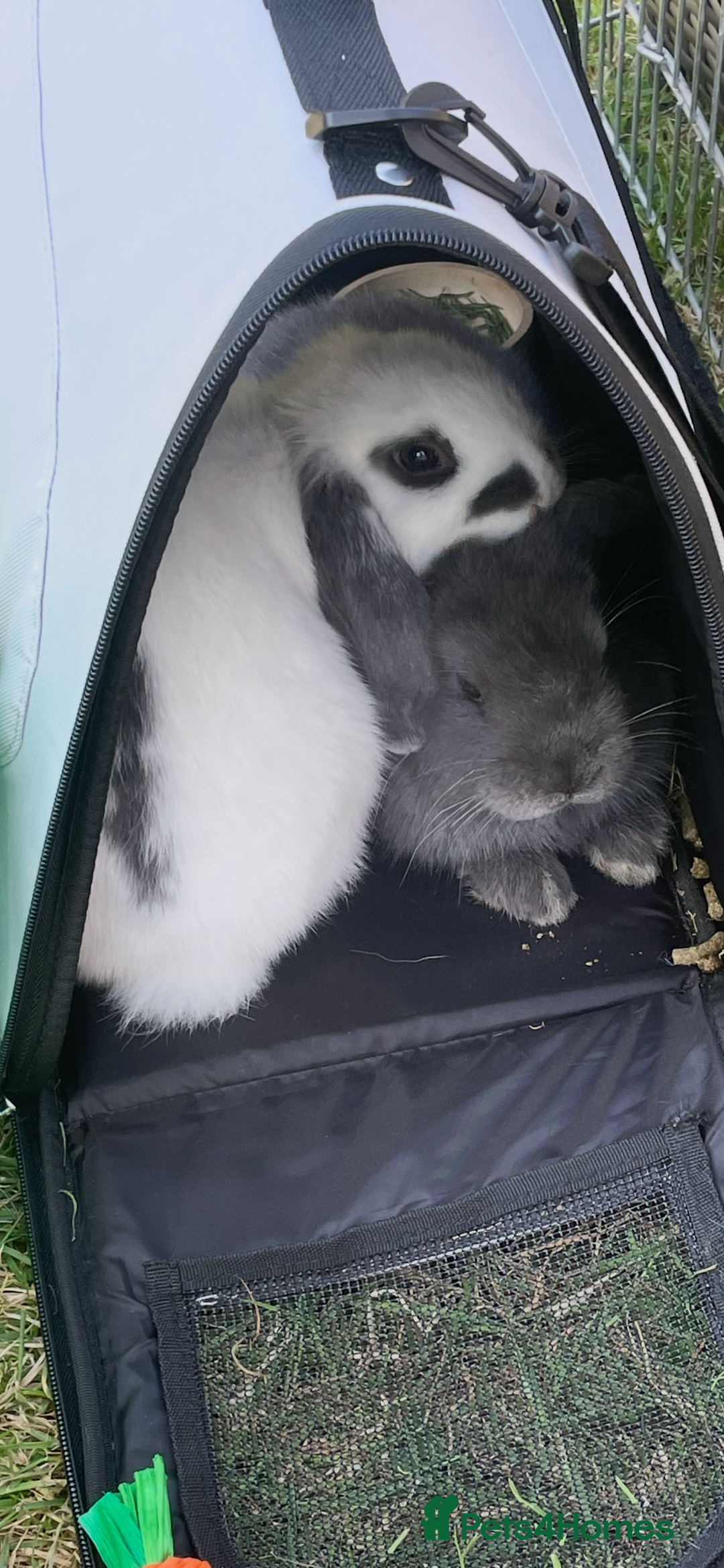 Mini Lop rabbits for sale: White and grey mini lop 6 Months  - Image 4