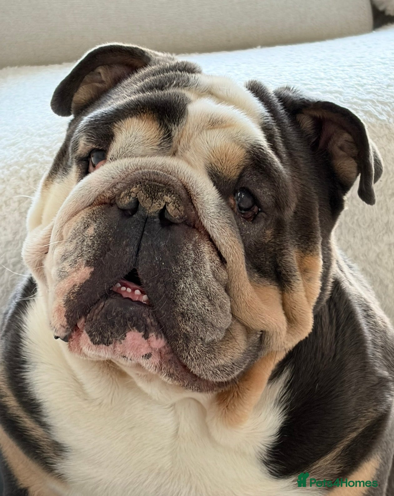 English Bulldog dogs Very sad sale of English bulldog baby boy - Advert 1