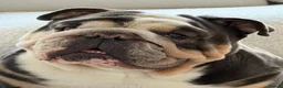 English Bulldog dogs for sale: Very sad sale of English bulldog baby boy in Newcastle upon Tyne - Advert 1