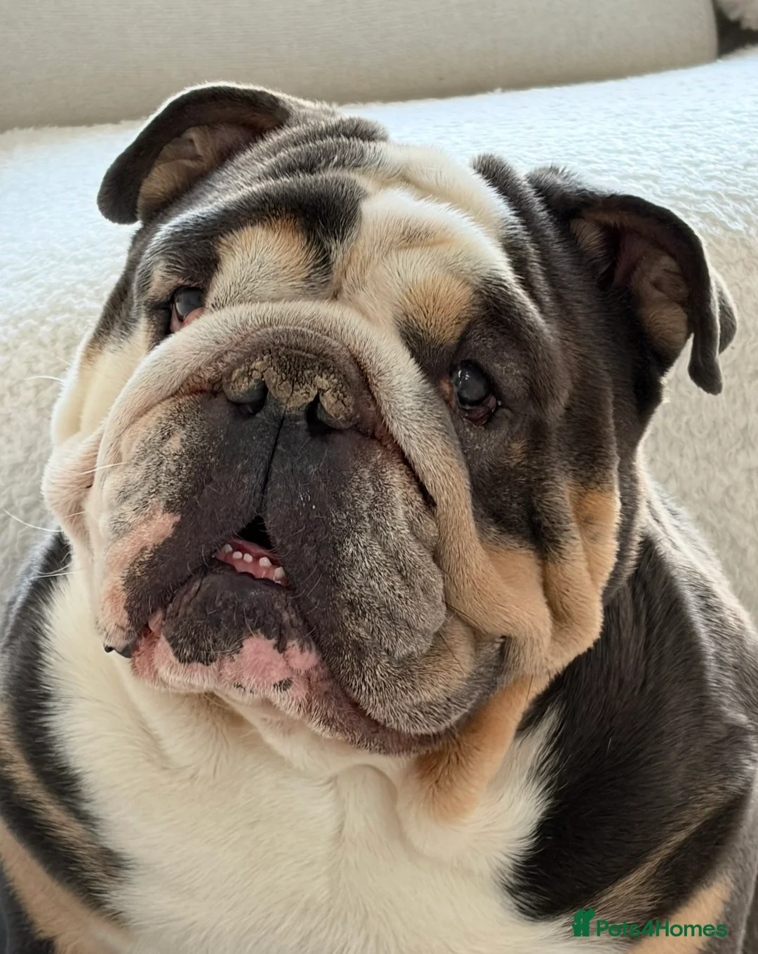 English Bulldog dogs for sale: Very sad sale of English bulldog baby boy in Newcastle upon Tyne - Advert 1