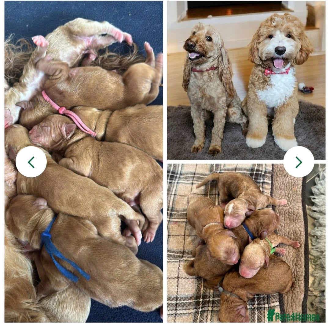 Labrador Retriever dogs for stud: Hip0/0 Elbow 0/0 Australian Labradoodle  - Advert 34