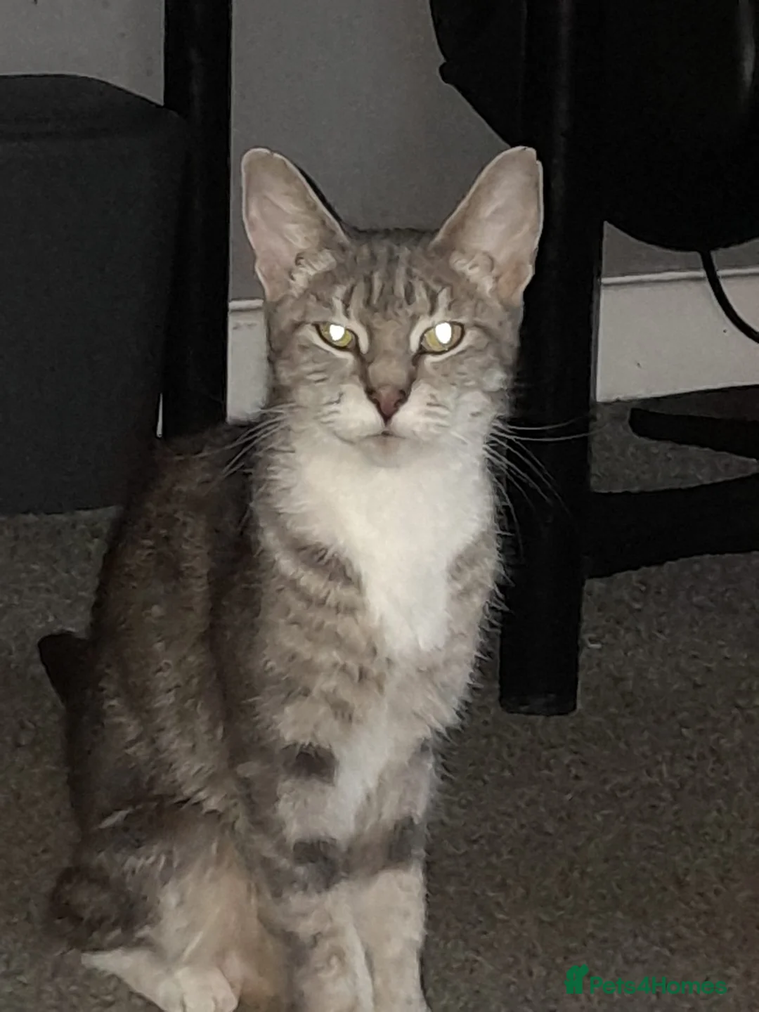 British Shorthair cats for sale: Kittens in Bristol - Advert 1