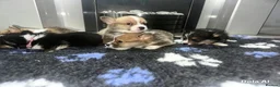 Welsh Corgi Pembroke dogs for sale: Kc pembroke corgi puppies - Advert 19