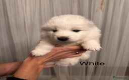 Samoyed dogs for sale: Samoyed Puppies — Ready to Reserve Now! - Image 21