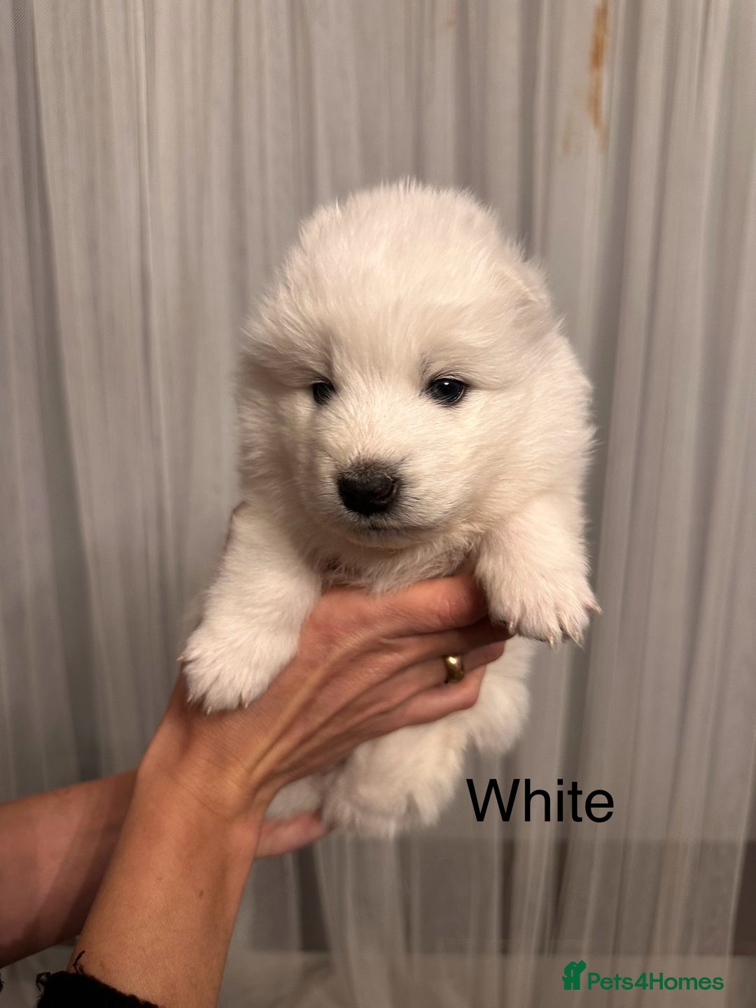 Samoyed dogs for sale: Samoyed Puppies — Ready to Reserve Now! - Image 21