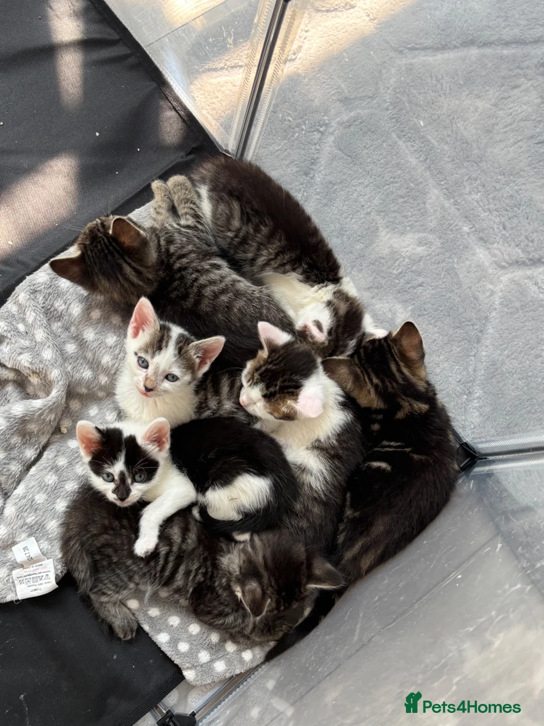 Mixed Breed cats for sale: 7 beautiful sweet friendly kittens  - Advert 2