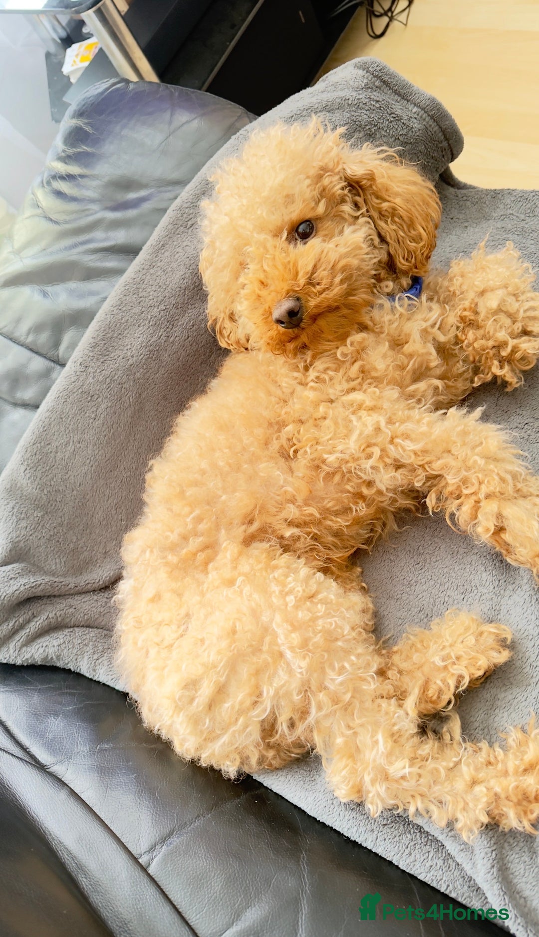 Toy Poodle dogs for stud: Handsome Toy Poodle Stud – Healthy & Gentle - Advert 1